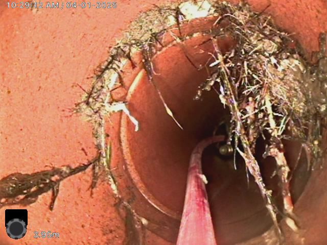 CCTV drain camera showing tree roots in pipe