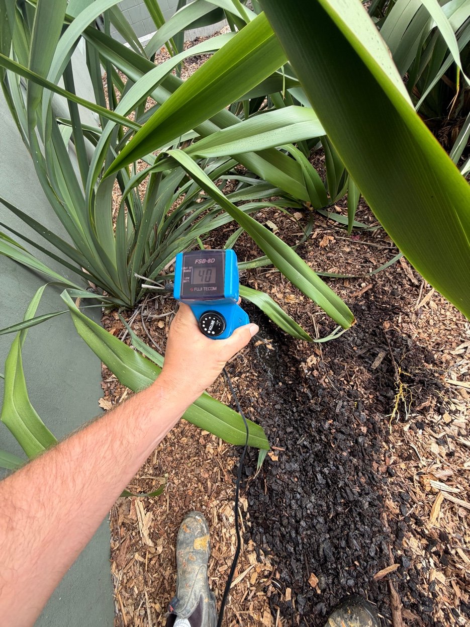 Non-Invasive Detection Pukekohe
